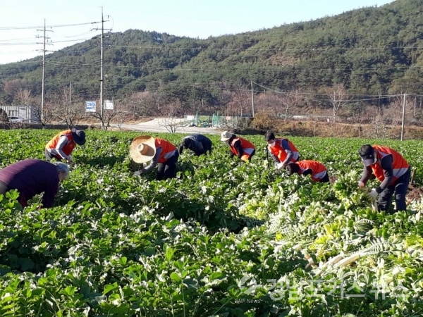 25일 농협 직원들이 단성면 묵하마을에서 무 수확 일손돕기를 하고 있다
